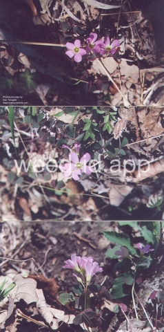 woodsorrel, violet
